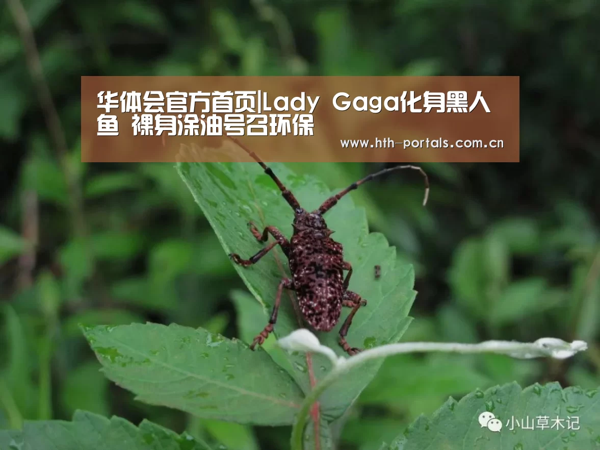 华体会官方首页|Lady Gaga化身黑人鱼 裸身涂油号召环保(图2) 华体会官方首页|Lady Gaga化身黑人鱼 裸身涂油号召环保(图2)