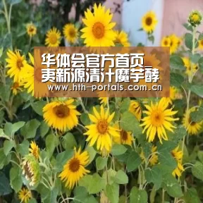 华体会